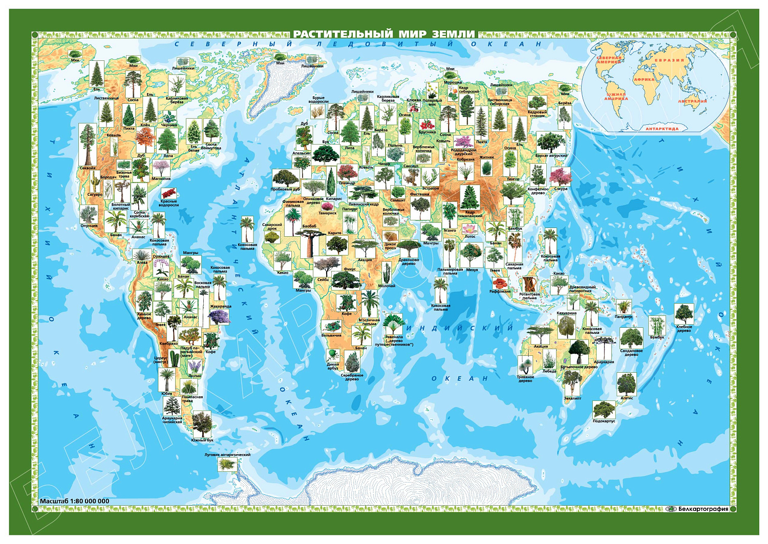 РАСТИТЕЛЬНЫЙ МИР ЗЕМЛИ, НАСТОЛЬНАЯ КАРТА