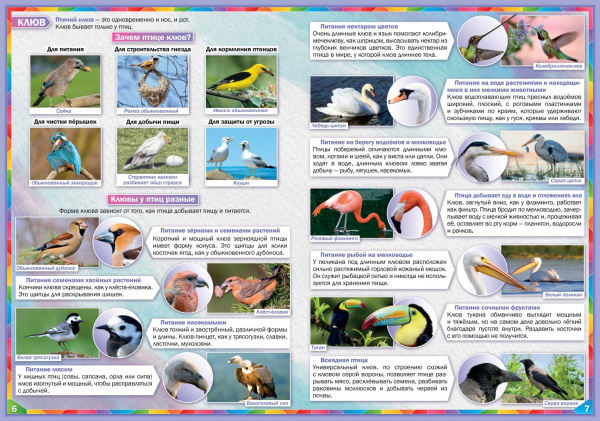 Атлас «Птицы мира»