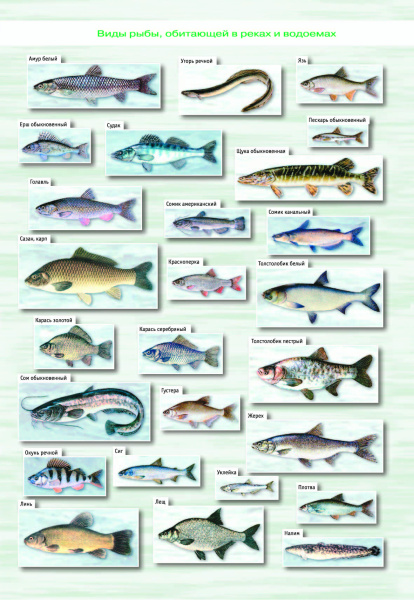 картинка АТЛАС ОХОТНИКА И РЫБОЛОВА. ГОМЕЛЬСКАЯ ОБЛАСТЬ